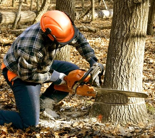 Tree Removal in Wessington Springs, SD